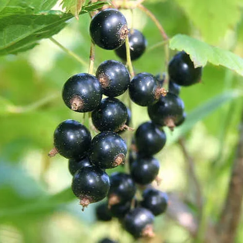 Zante Currants