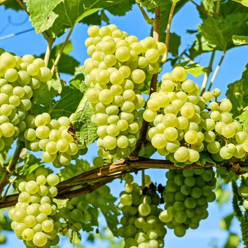 Grapes